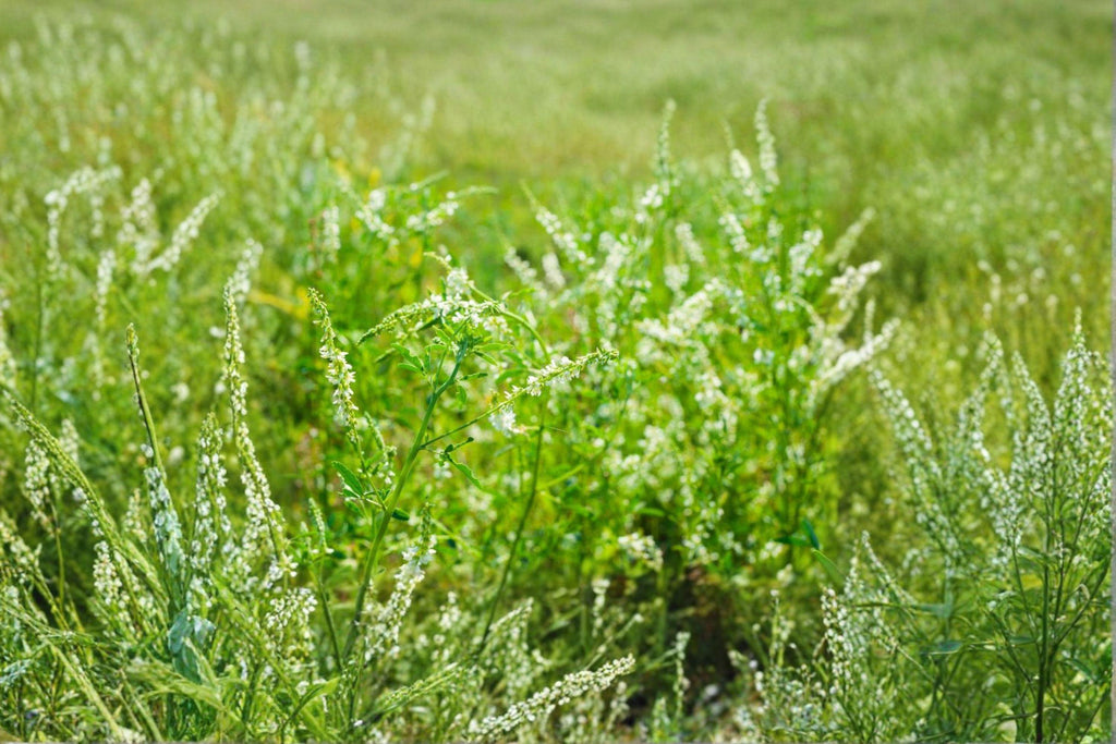 White Blossom Sweet Clover – Melilotus alba Seeds | 100 Seeds | Nitrogen Fixing | Pollinator Friendly