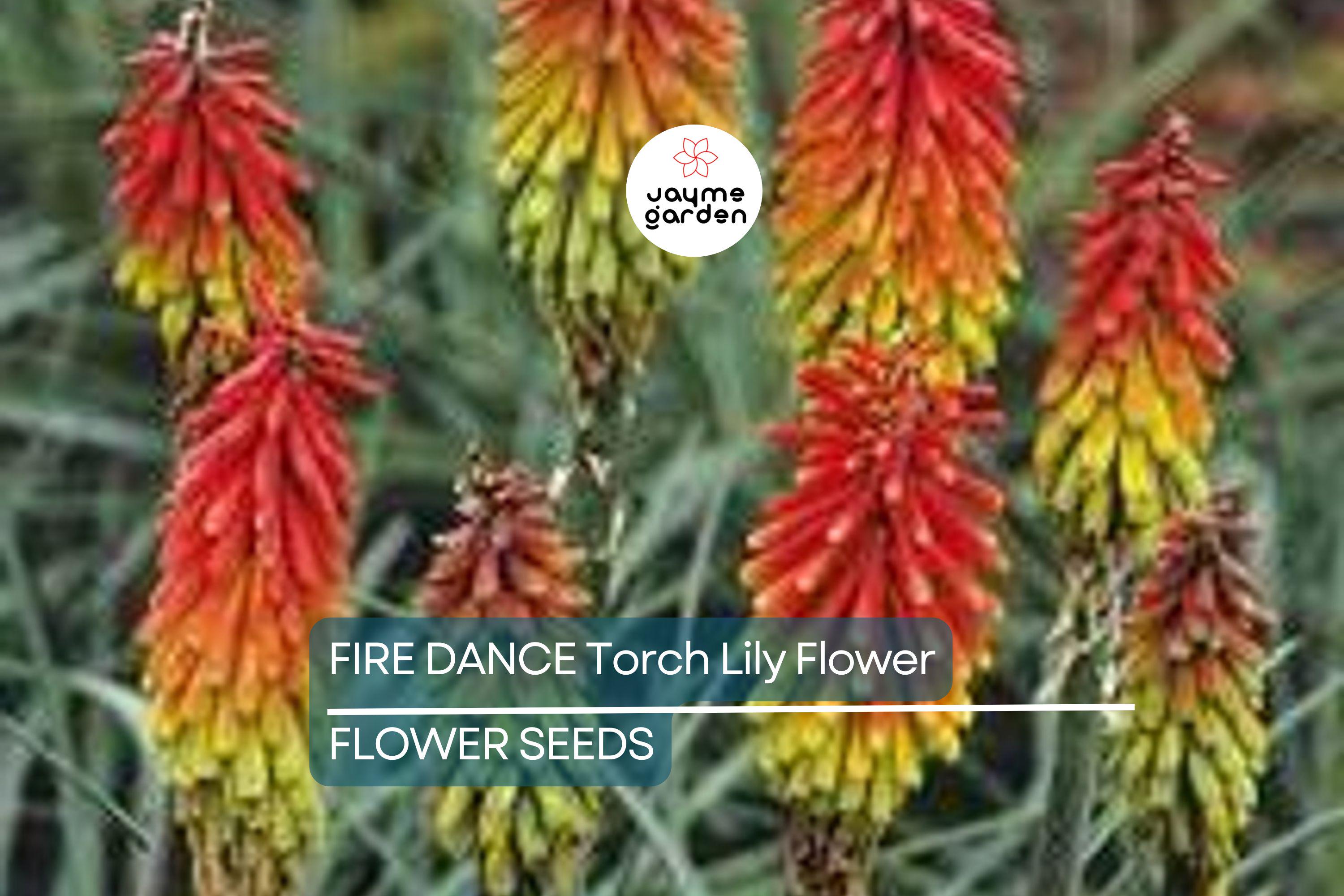 20 Rare Dwarf Fire Dance Torch Lily Seeds (Kniphofia hirsuta) – Hardy Perennial, 18-20” Tall