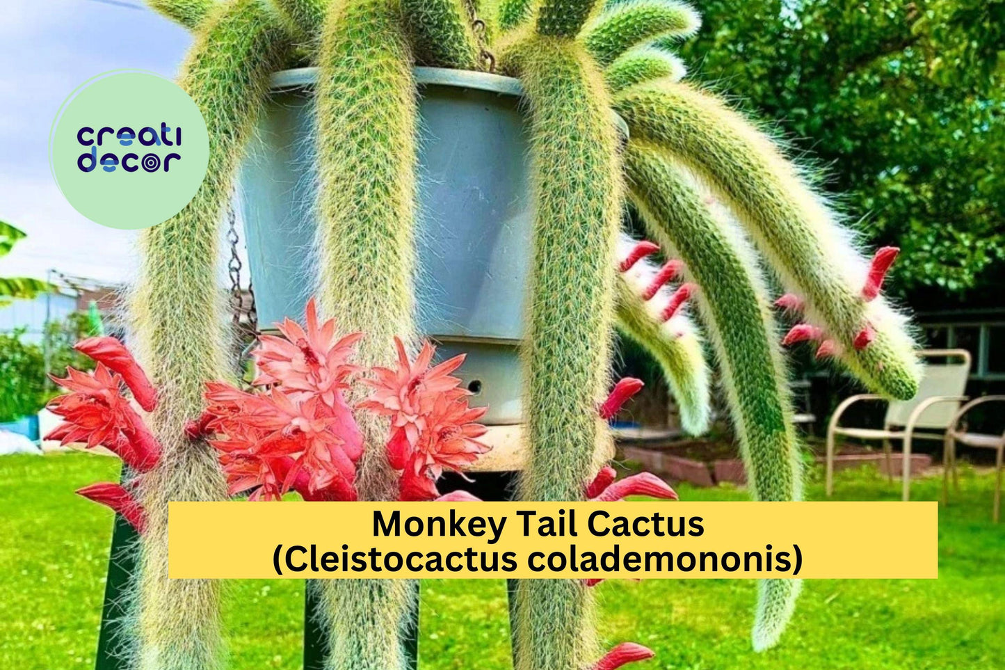 Monkey Tail Cactus Starter Plant | 2" Pot | Cleistocactus colademononis Succulent with Fuzzy Trailing Stems