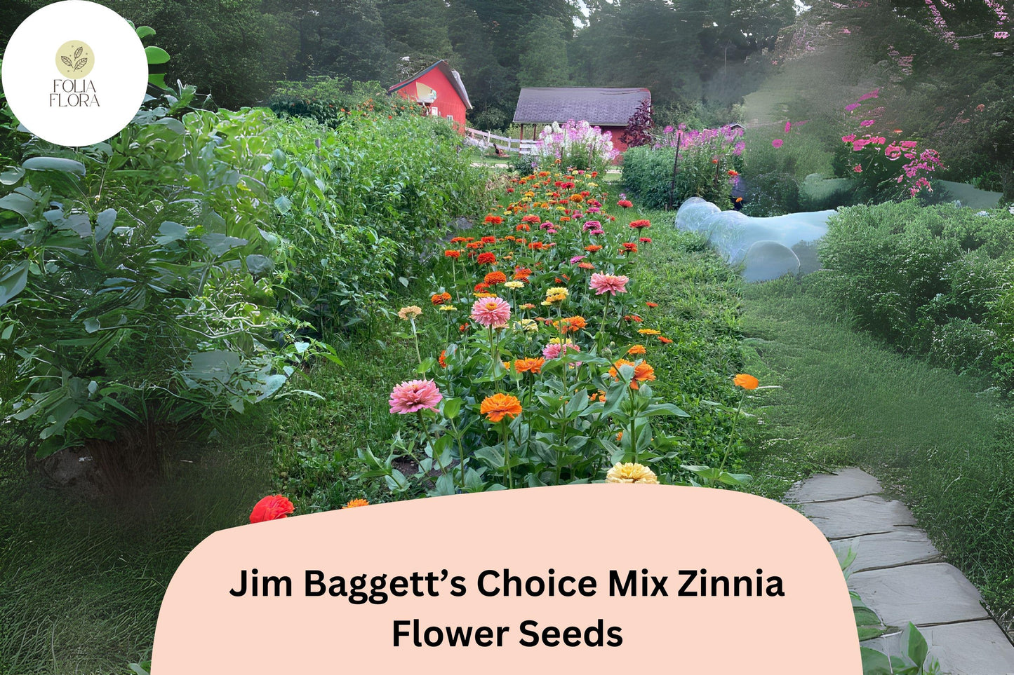 100+ Jim Baggett’s Choice Mix Zinnia Seeds – Tall Colorful Blooms for Cutting & Summer Gardens