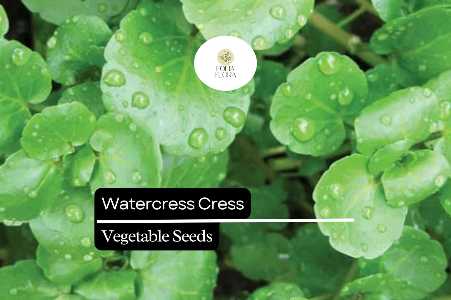 1000 Seeds Watercress Cress (Nasturtium officinale) – Nutrient-Packed Aquatic Green for Salads and Garnishes