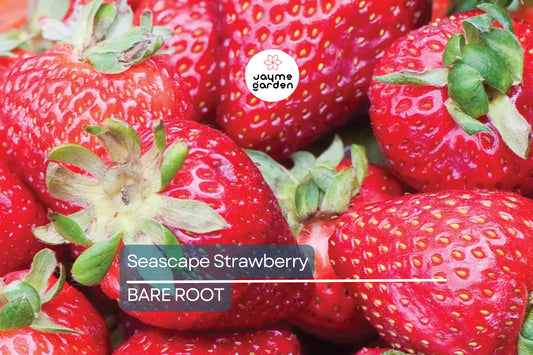 Seascape Strawberry Bareroot Plants | Everbearing | 10 Live Plants | Sweet & Juicy | USDA Zones 4-9 | High Yield and Disease Resistant