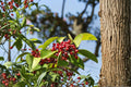 Ilex rotunda – Kurogane Holly Seeds | 25 Seeds | Evergreen Ornamental Tree | Glossy Foliage Landscape Plant