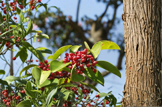 Ilex rotunda – Kurogane Holly Seeds | 25 Seeds | Evergreen Ornamental Tree | Glossy Foliage Landscape Plant