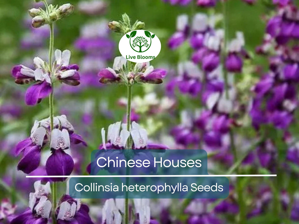 500 Chinese Houses Seeds - Collinsia heterophylla Wildflower | Non-GMO, Shade or Sun, Pollinator Attractor, Native Annual Flower
