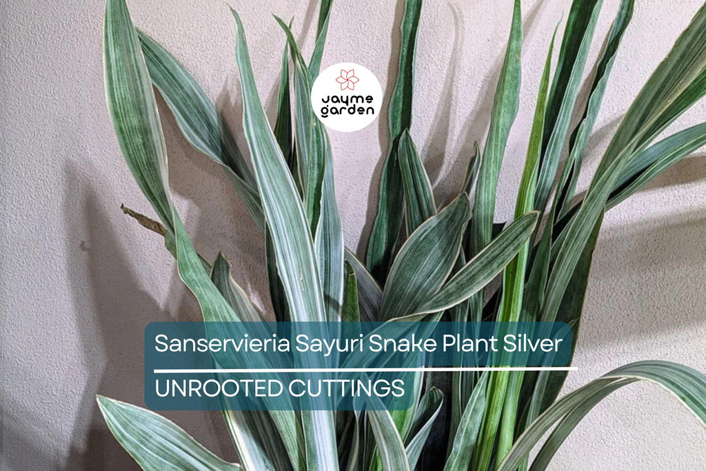 Sansevieria Sayuri Snake Plant Cutting (10-12") | Silver-Green Live Air-Purifying Plant