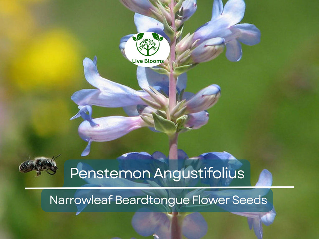 100 mg Seeds Penstemon Angustifolius (Narrowleaf Beardtongue) for Planting | Native Perennial Wildflower for Pollinator Gardens