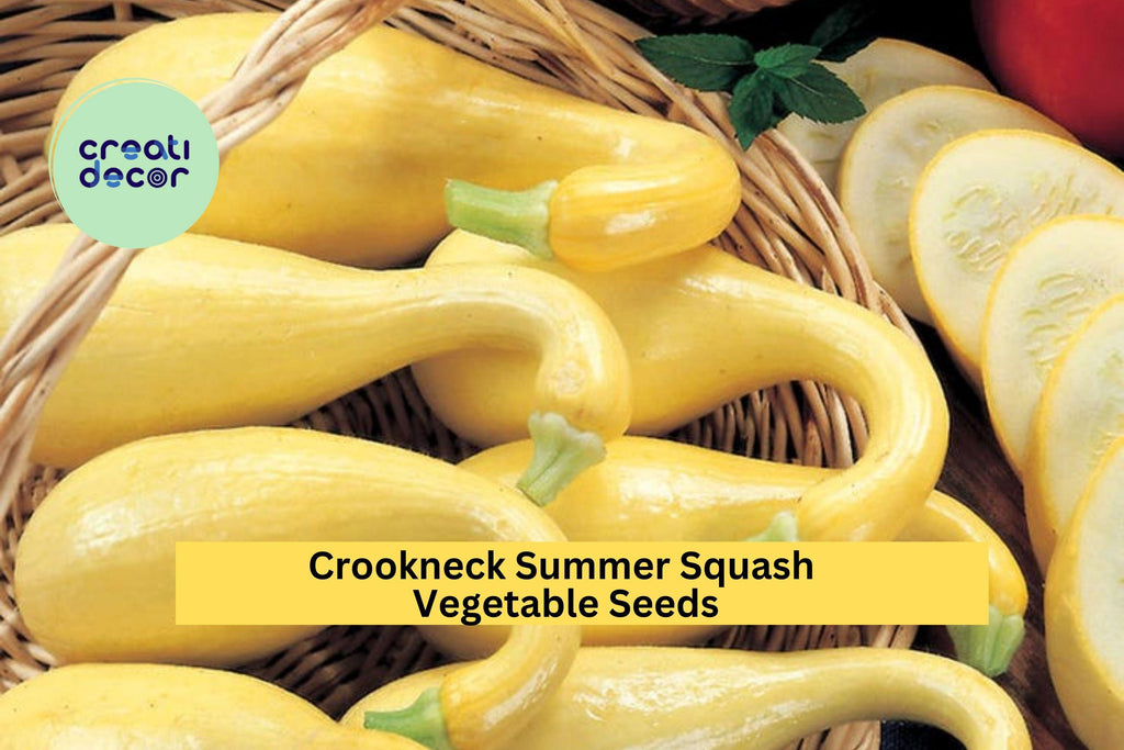 3pcs of 10 Early Crookneck Squash Seeds – Classic Yellow Summer Squash for High Yields, Easy Garden Planting ,Seeds for Planting