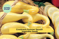 3pcs of 10 Early Crookneck Squash Seeds – Classic Yellow Summer Squash for High Yields, Easy Garden Planting ,Seeds for Planting