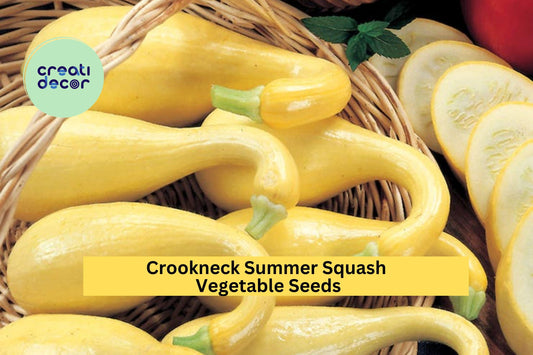 3pcs of 10 Early Crookneck Squash Seeds – Classic Yellow Summer Squash for High Yields, Easy Garden Planting ,Seeds for Planting