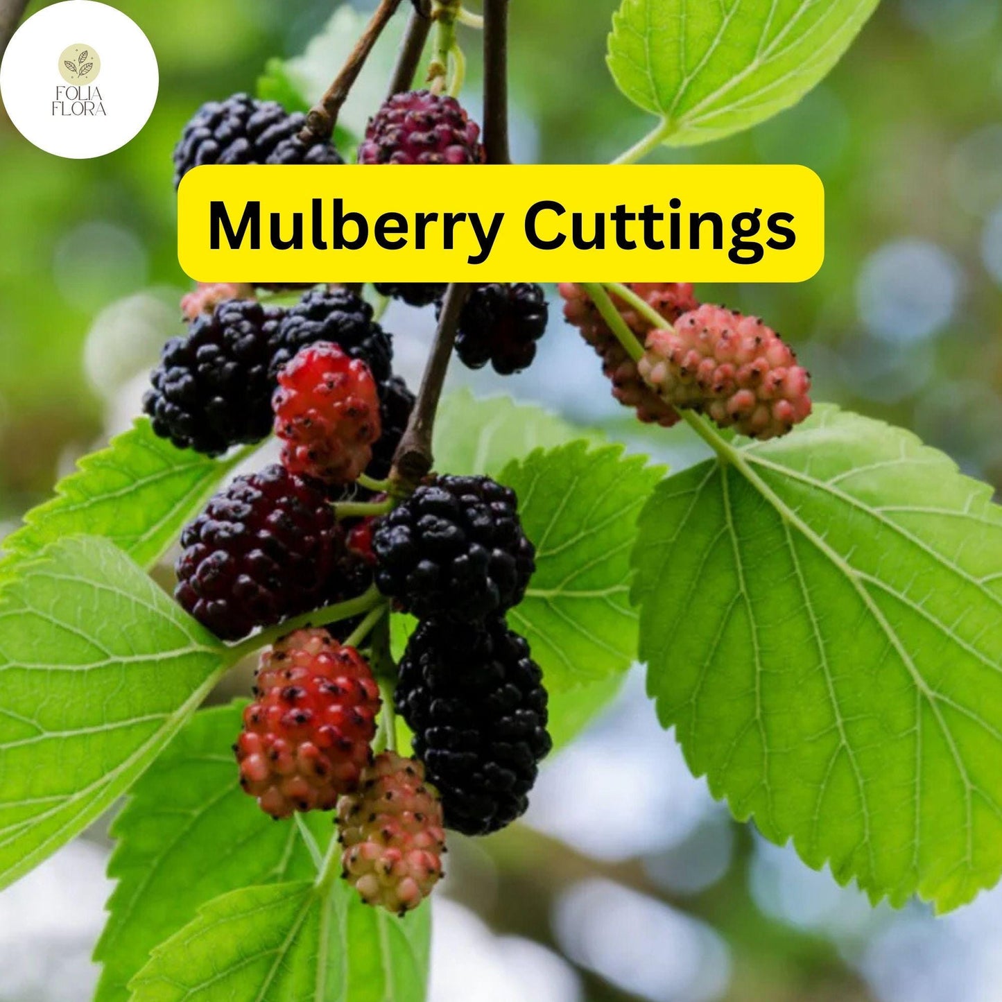 10 Cuttings of Mulberry, Early Fruiting, Easy-to-Root and Grow, Morus alba