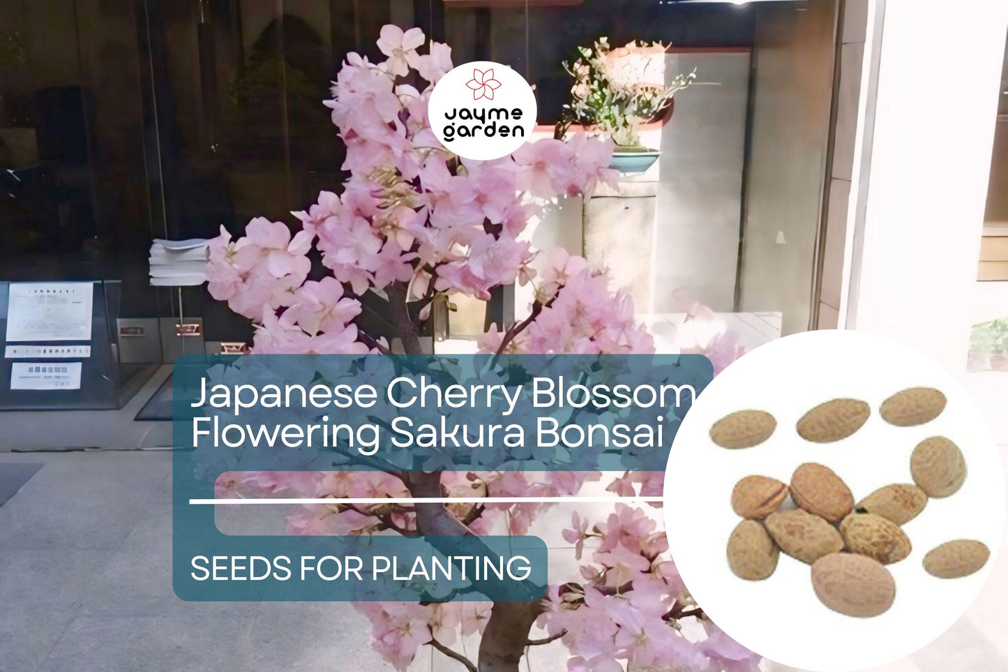 10 Seeds Japanese Cherry Blossom Bonsai - Flowering Sakura Tree Seeds - Pink Flowers, Exotic Bonsai Tree Prunus serrulata