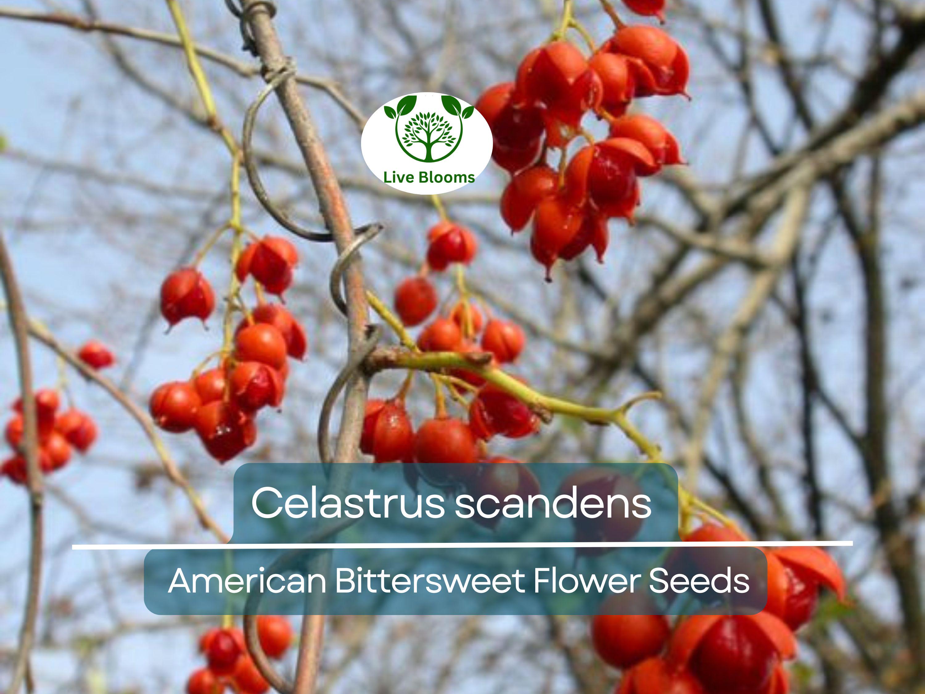 30 Seeds Celastrus scandens (American Bittersweet) for Planting | Native Climbing Vine for Garden, Landscaping & Wildlife Support