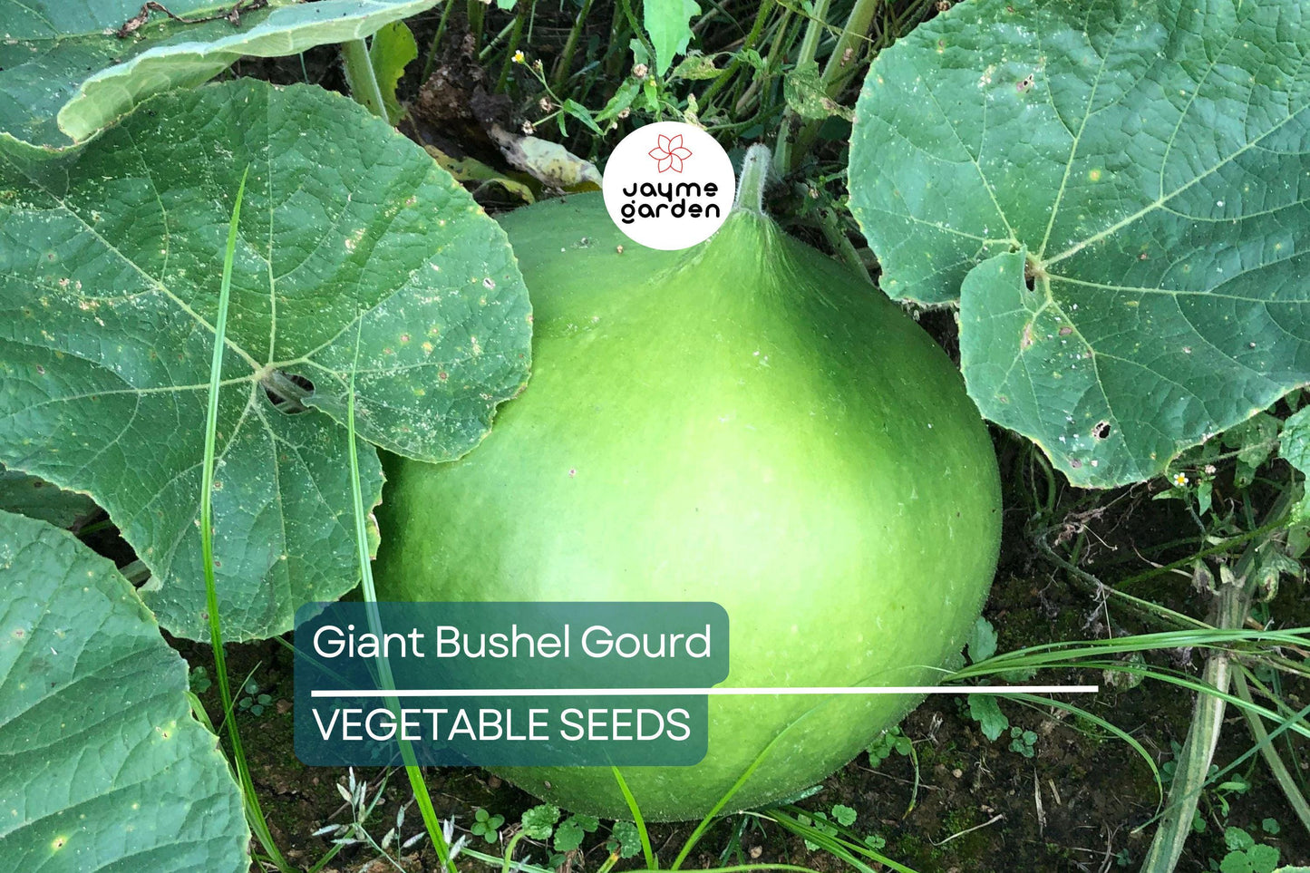 15 Giant Bushel Gourd Seeds - Up to 100 lbs! - Non-GMO Heirloom - Basket & Craft Gourd - US Seller