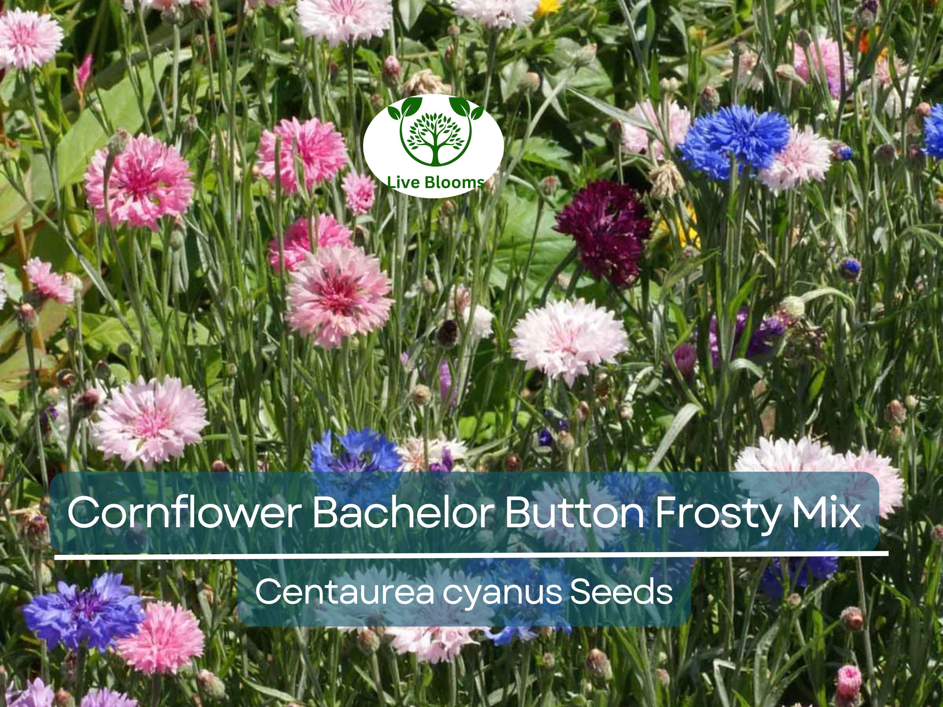 200 Seeds Cornflower Bachelor Button Frosty Mix, Heirloom, Non-GMO, Pollinators, Blue & White Flowers, Wildflower, Garden Plant, Easy Grow