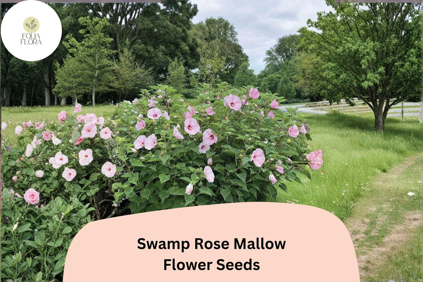 30 Hibiscus moscheutos Seeds | Hardy Swamp Rose Mallow | Pink Hardy Hibiscus for Wetland & Pollinator Garden