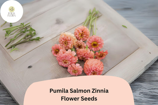 100+ Pumila Salmon Zinnia Seeds – Soft Salmon-Pink Blooms for Garden Beds, Borders & Cut Flowers