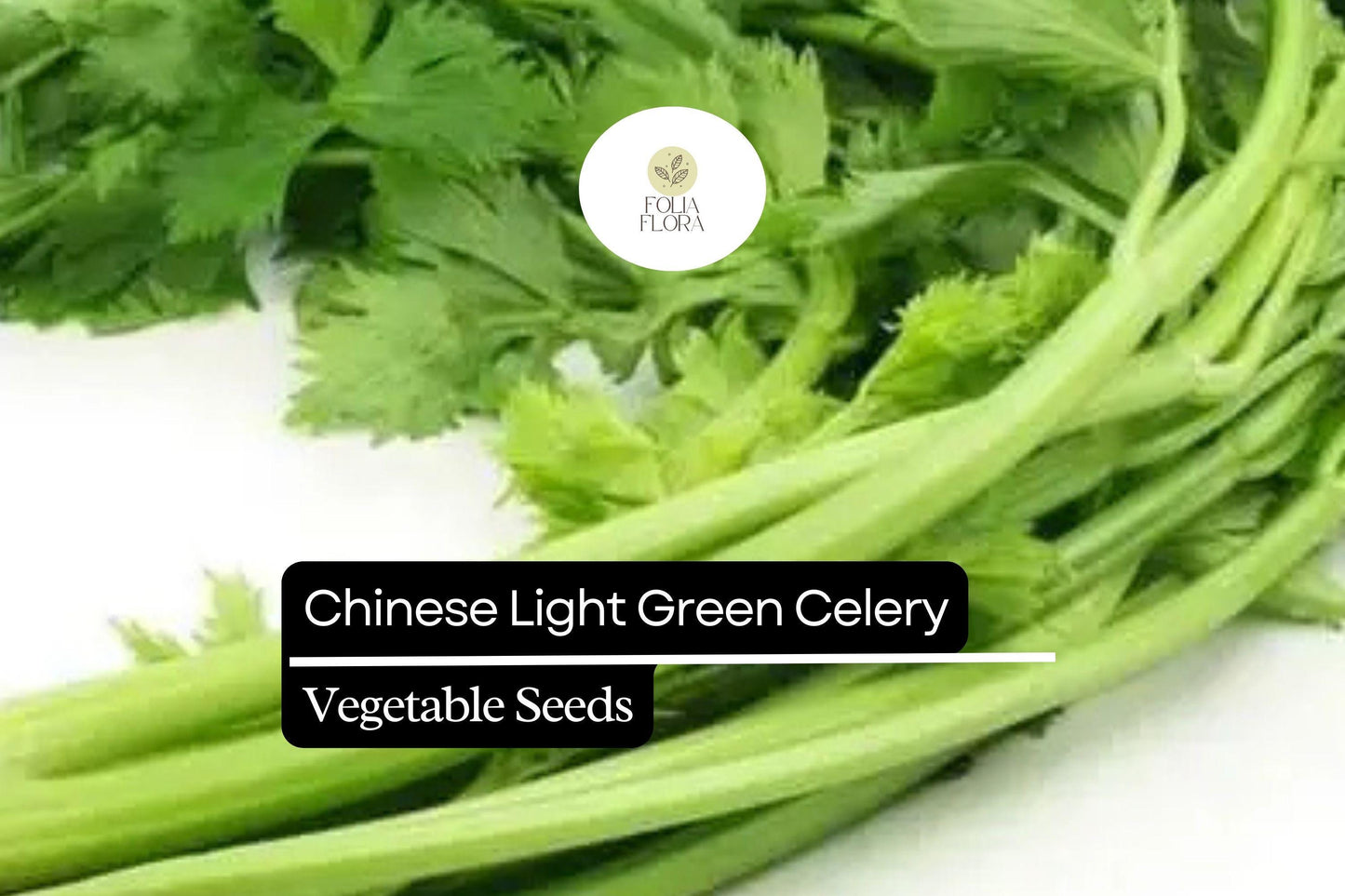 500 Seeds Chinese Light Green Celery, Heirloom Crisp Celery, Mild and Tender Stalks