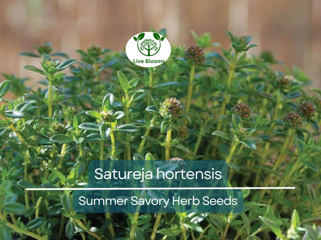 500 Summer Savory Seeds for Planting - Satureja hortensis - Fresh Herb for Cooking, Garden, Mediterranean Dishes, & Herbal Teas