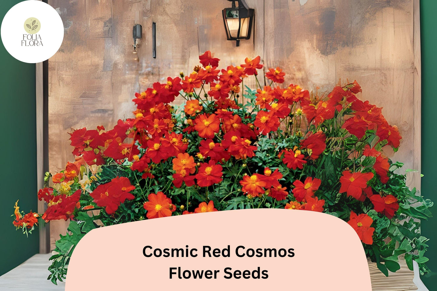 200+ Cosmic Red Cosmos Seeds | Cosmos Sulphureus Bright Red Annual Flower Seeds for Garden