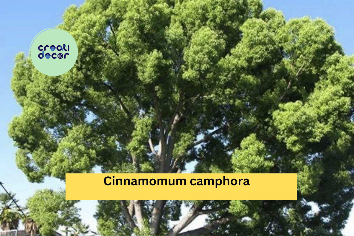 Lot of 2 Camphor Tree Seedlings | Cinnamomum camphora 8–10 Inch Live Well Rooted Trees for Planting | Ships Bare Root