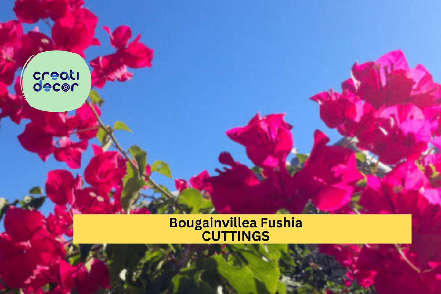 8 Fuchsia Bougainvillea Cuttings | Vibrant Flowering Vine Starter | Stunning Tropical Plant for Fences, Walls, Containers