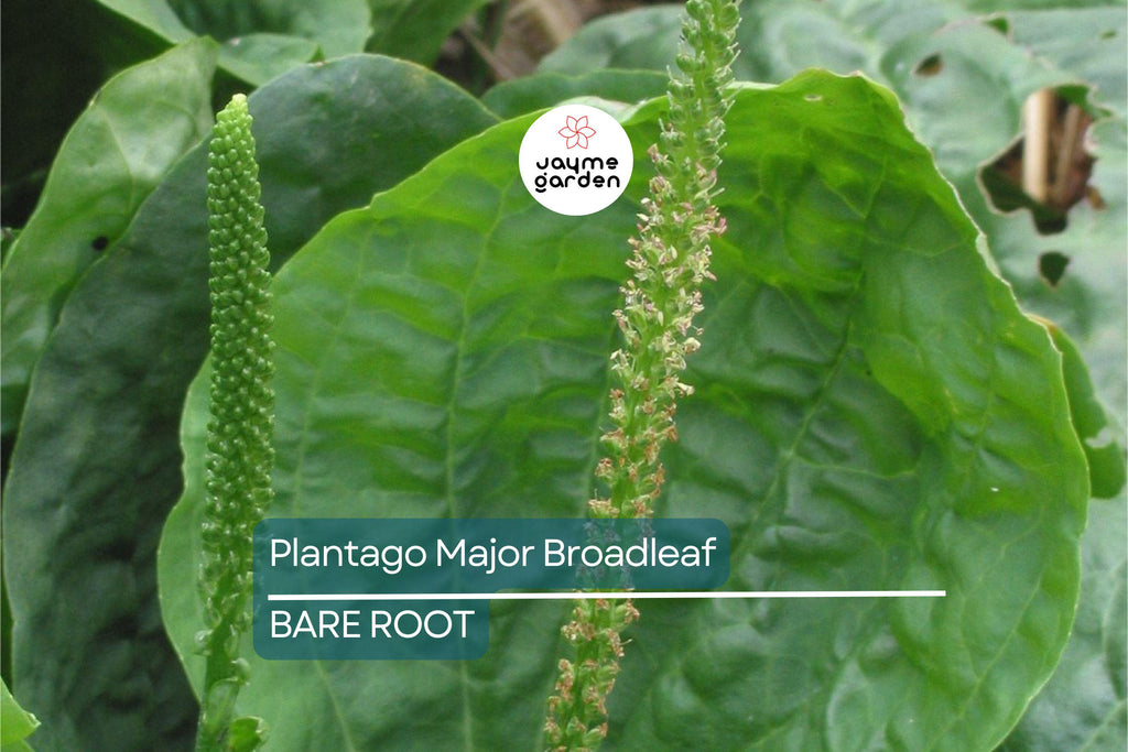 2 Plantago Major Broadleaf Plantain Plants - Bare Root Live Plants Ready to Plant - Easy Care Herb