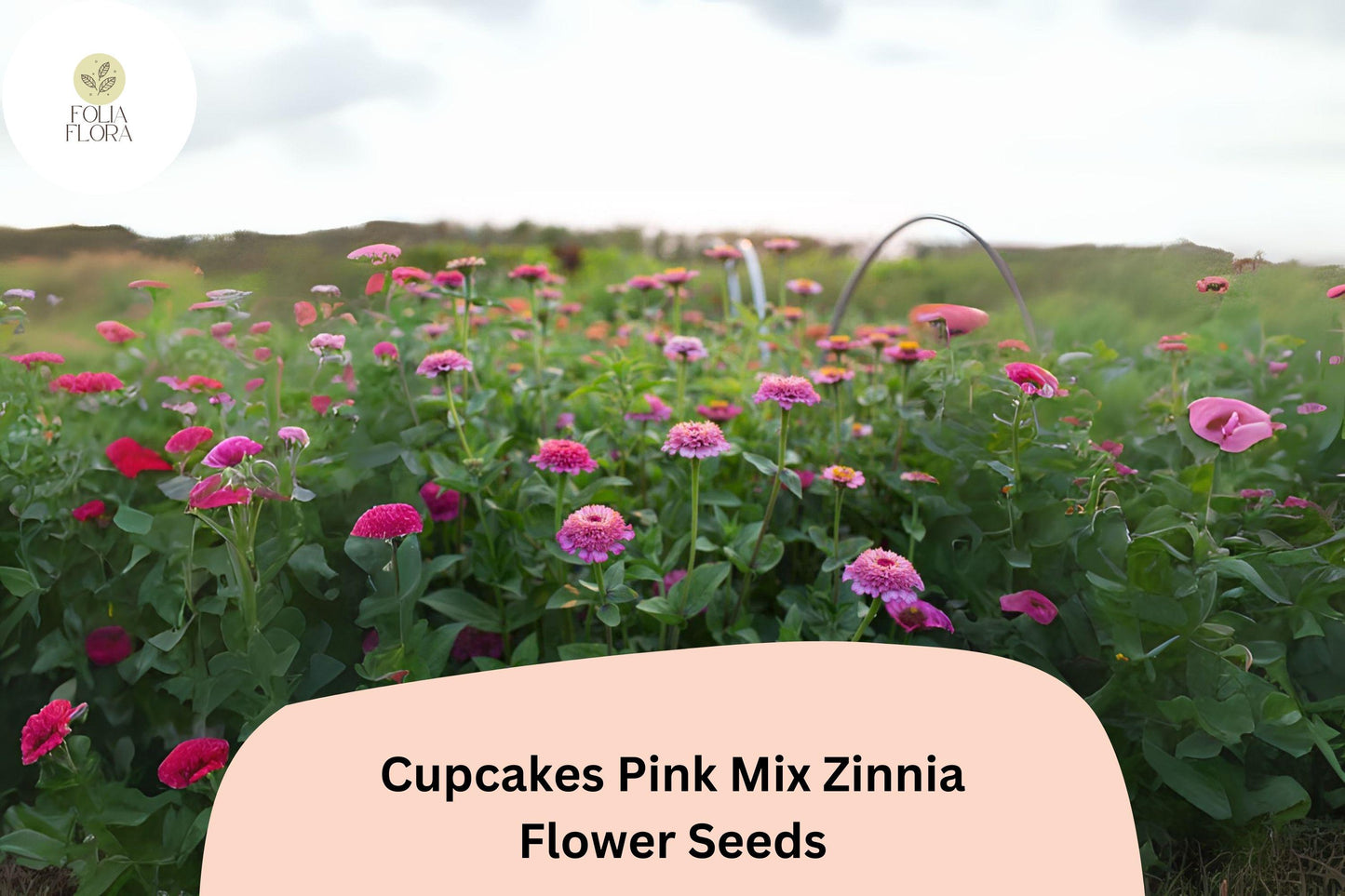 100+ Cupcakes Pink Mix Zinnia Seeds – Unique Ruffled Blooms in Shades of Pink for Summer Gardens