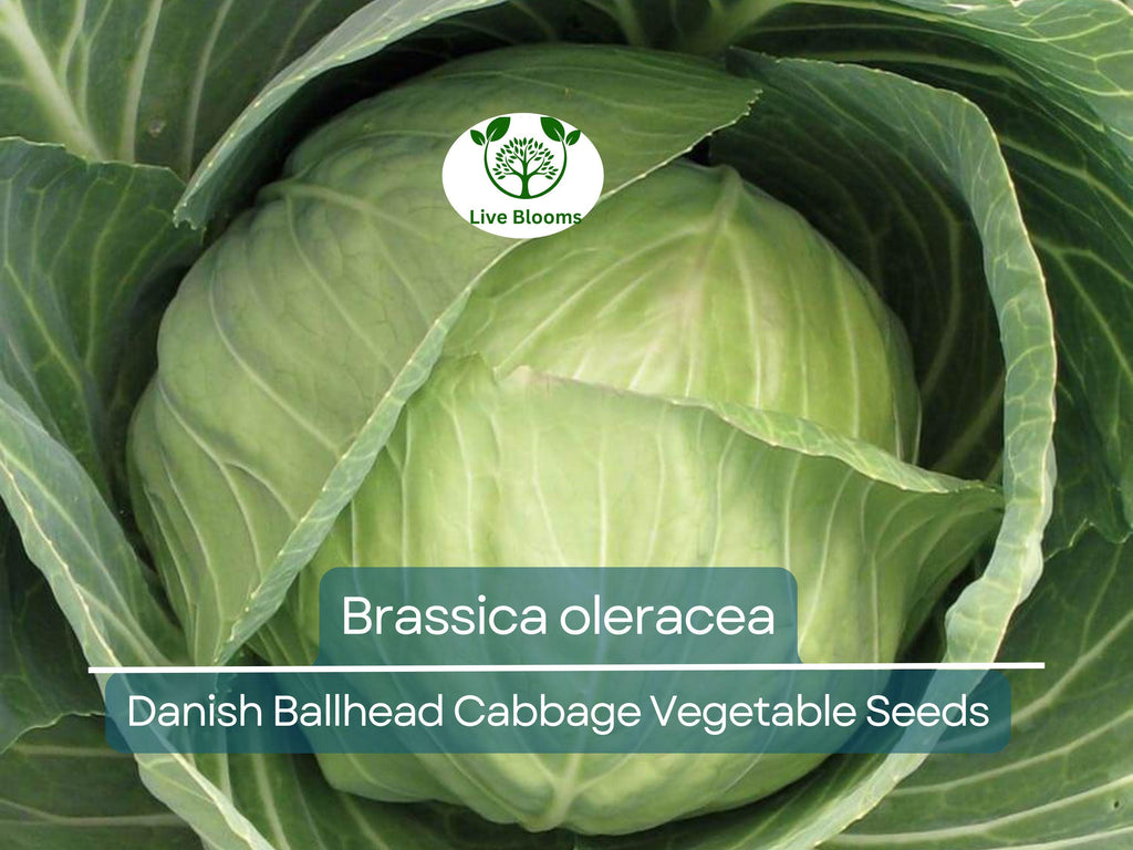1 Gram Seeds Cabbage Danish Ballhead – Brassica oleracea | Heirloom Cabbage Variety for Planting & Gardening