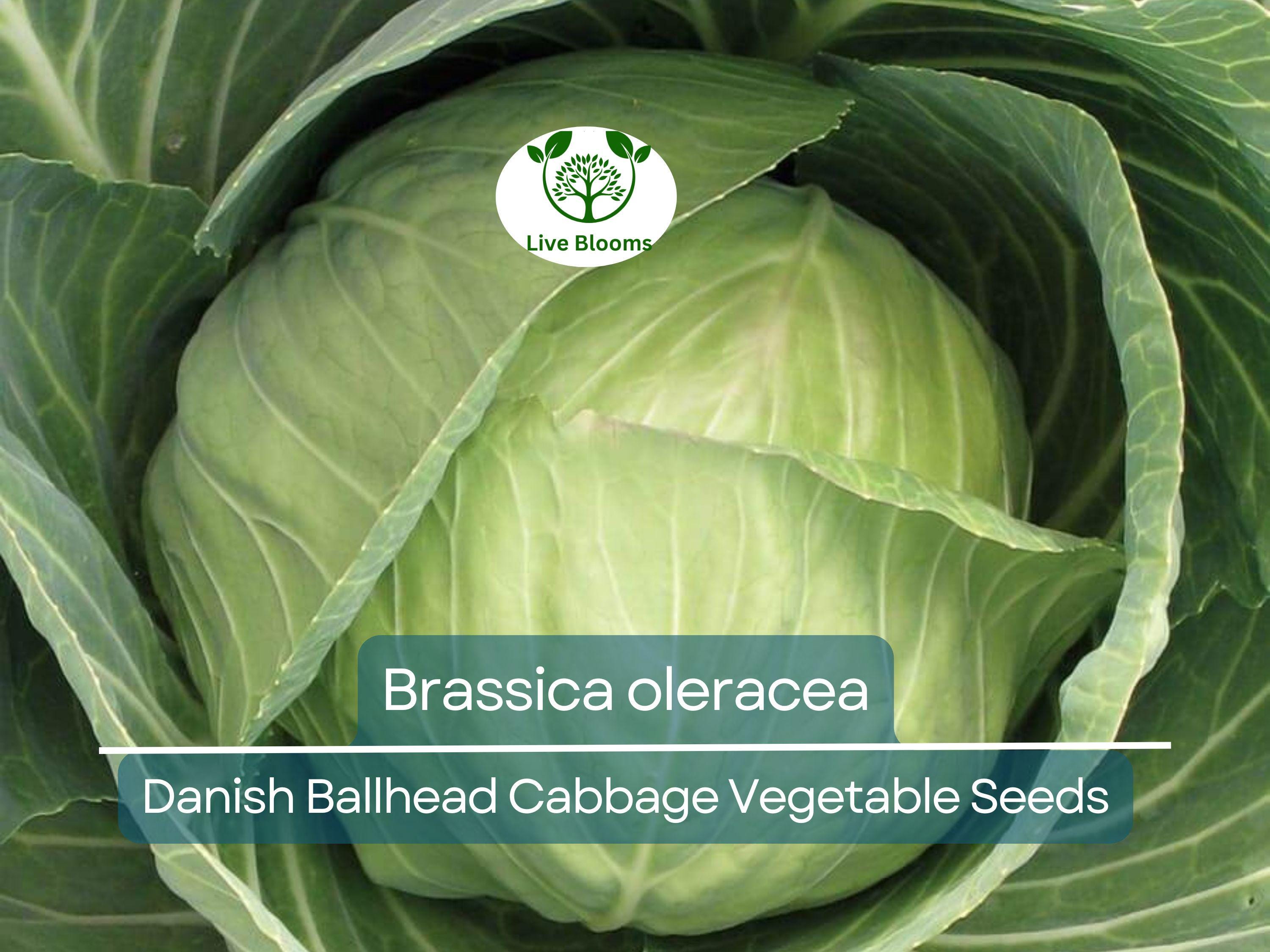 1 Gram Seeds Cabbage Danish Ballhead – Brassica oleracea | Heirloom Cabbage Variety for Planting & Gardening