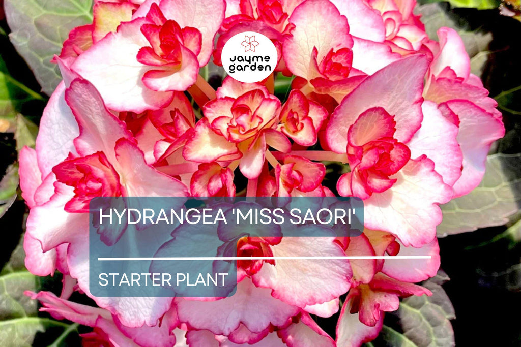 Hydrangea 'Miss Saori' | Live Starter Plant | Double-Petaled Flowers | Deciduous Shrub | Zones 5-9 | Dormant/ Cutback Plant