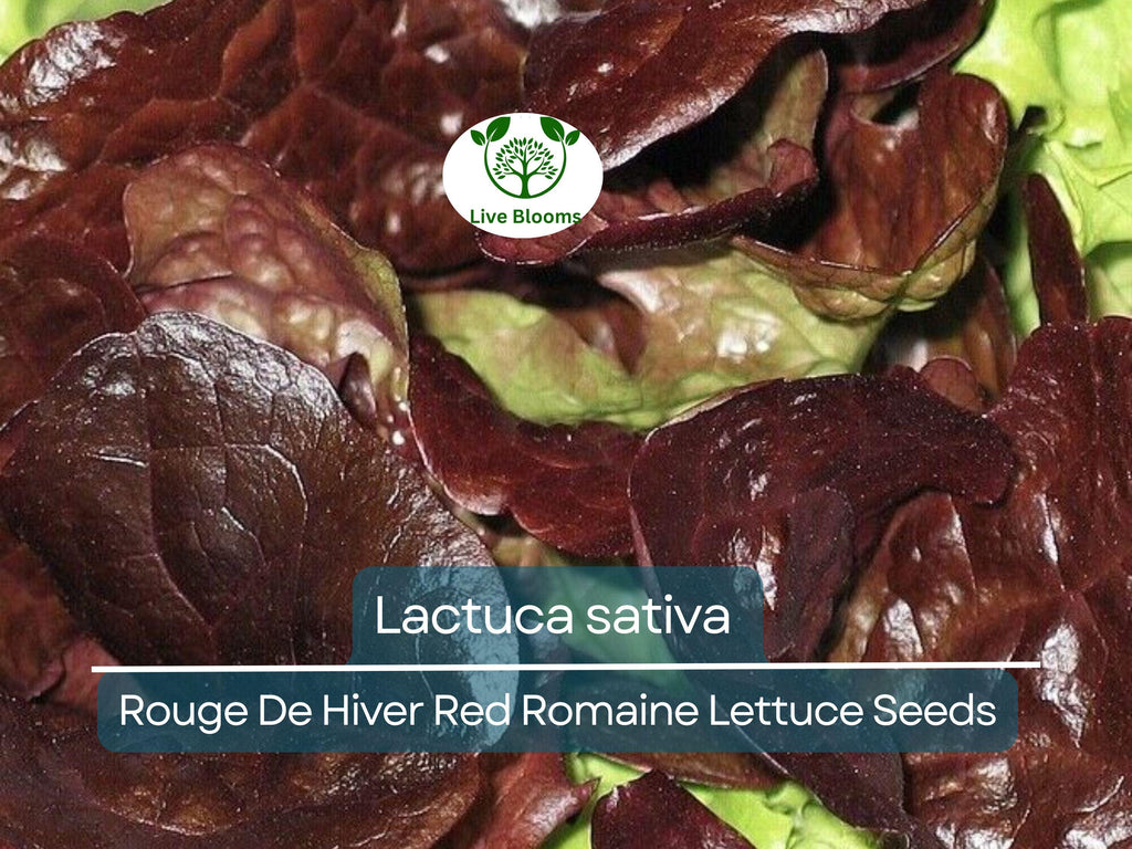 700 Seeds Rouge De Hiver Red Romaine Lettuce (Lactuca sativa) for Planting – Heirloom, Cold-Hardy, Red Leaf Lettuce
