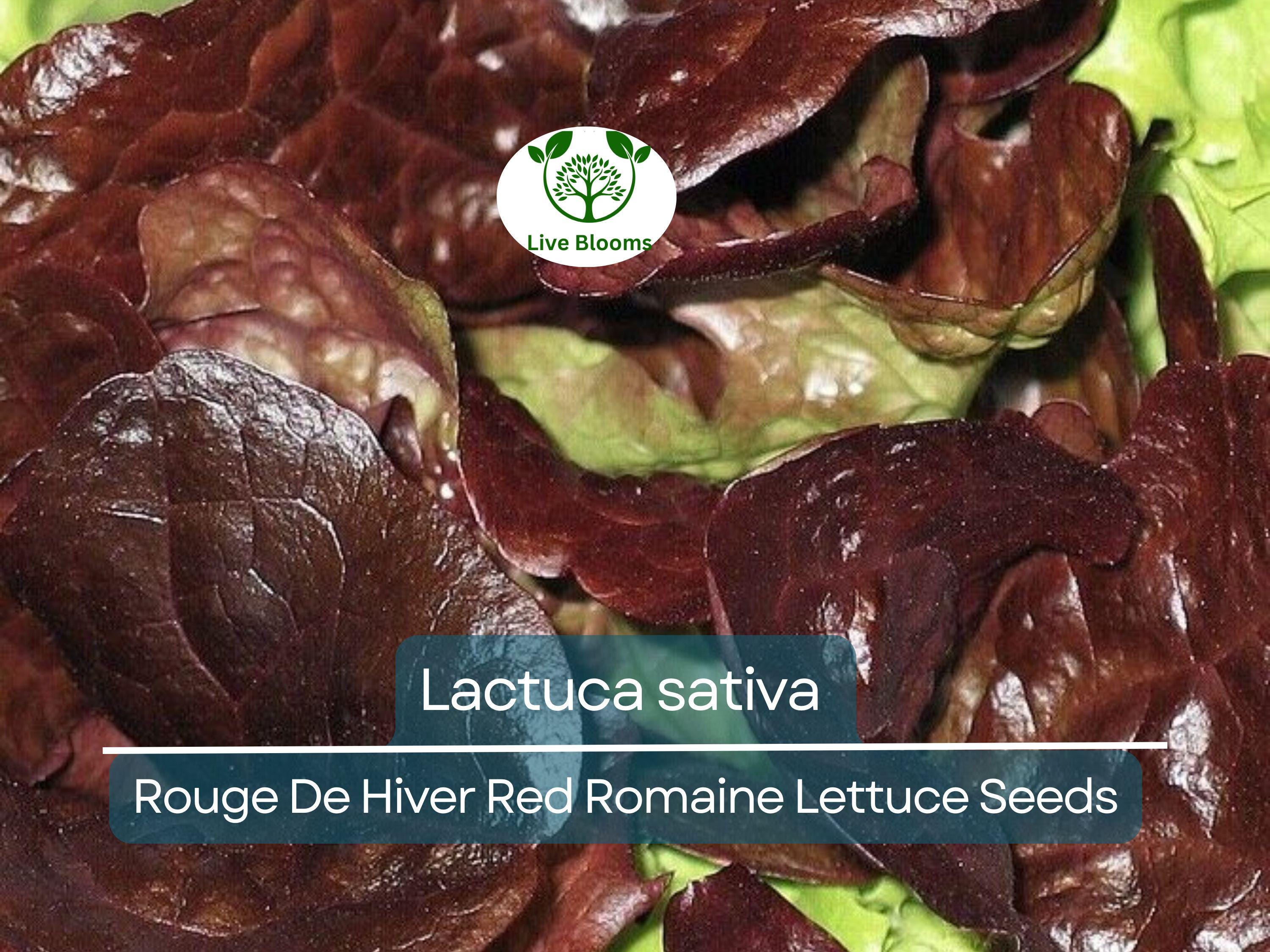 700 Seeds Rouge De Hiver Red Romaine Lettuce (Lactuca sativa) for Planting – Heirloom, Cold-Hardy, Red Leaf Lettuce