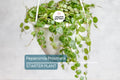 Peperomia Prostrata String of Turtles Starter Plant Prop Cup | Easy Care Live Plant | Terrarium or Houseplant | Gift for Plant Lovers