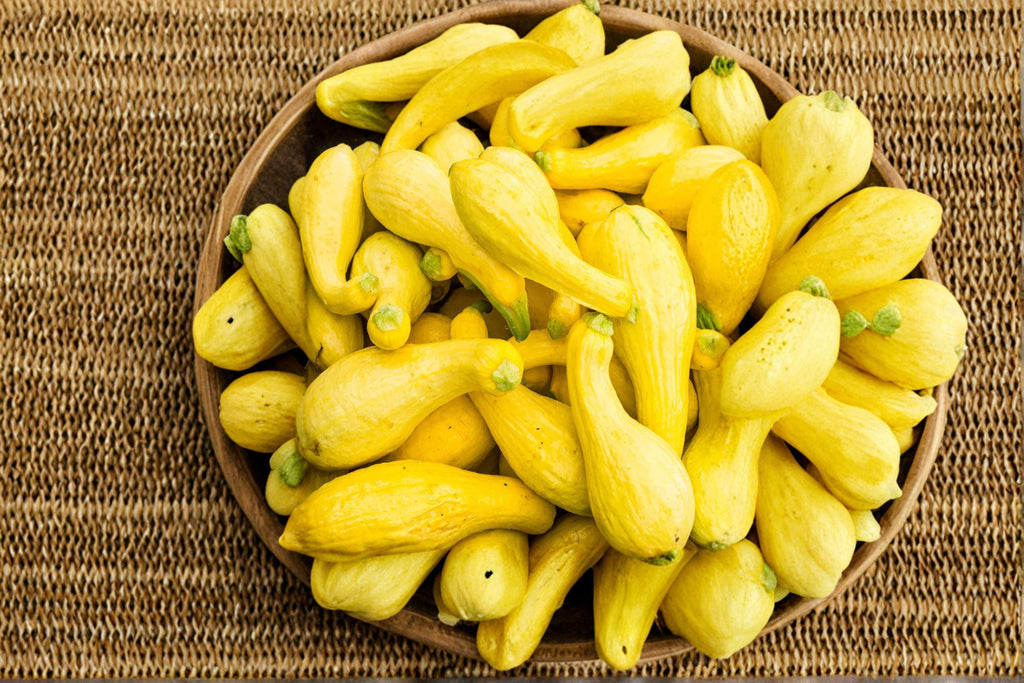 Early Summer Crookneck – Summer Squash 10 Seeds | Classic Heirloom Squash | Tender Yellow Fruit | Early & Prolific