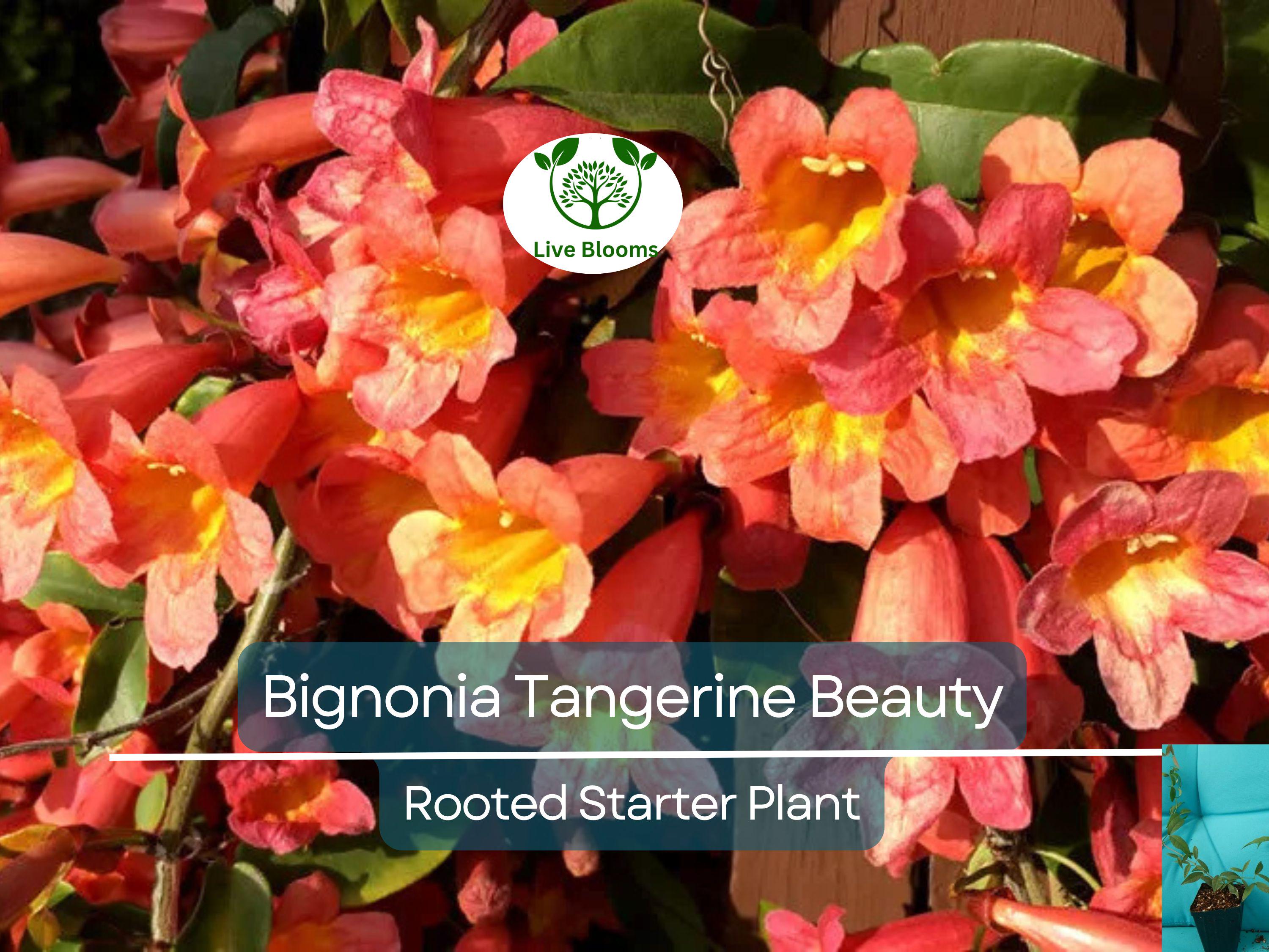 1 Bignonia "Tangerine Beauty" Crossvine Rooted Starter Plant | Bignonia capreolata | Fast-Growing Vine for Garden & Trellises