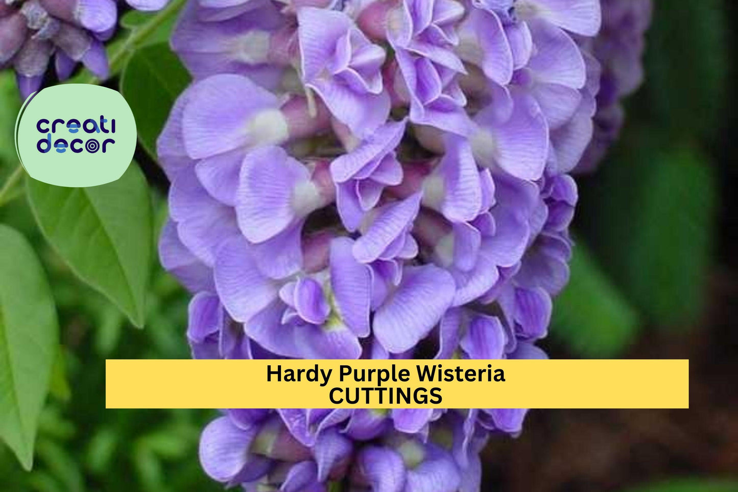 10 Hardy Wisteria Cuttings | Purple Flowering Vine | Fast-Growing Climber for Trellis or Fence | Zones 4–9 | Unrooted Starter Wood