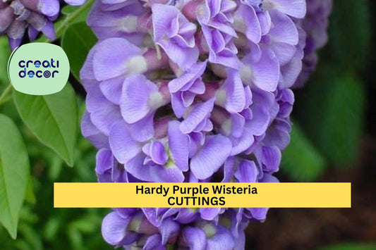 10 Hardy Wisteria Cuttings | Purple Flowering Vine | Fast-Growing Climber for Trellis or Fence | Zones 4–9 | Unrooted Starter Wood