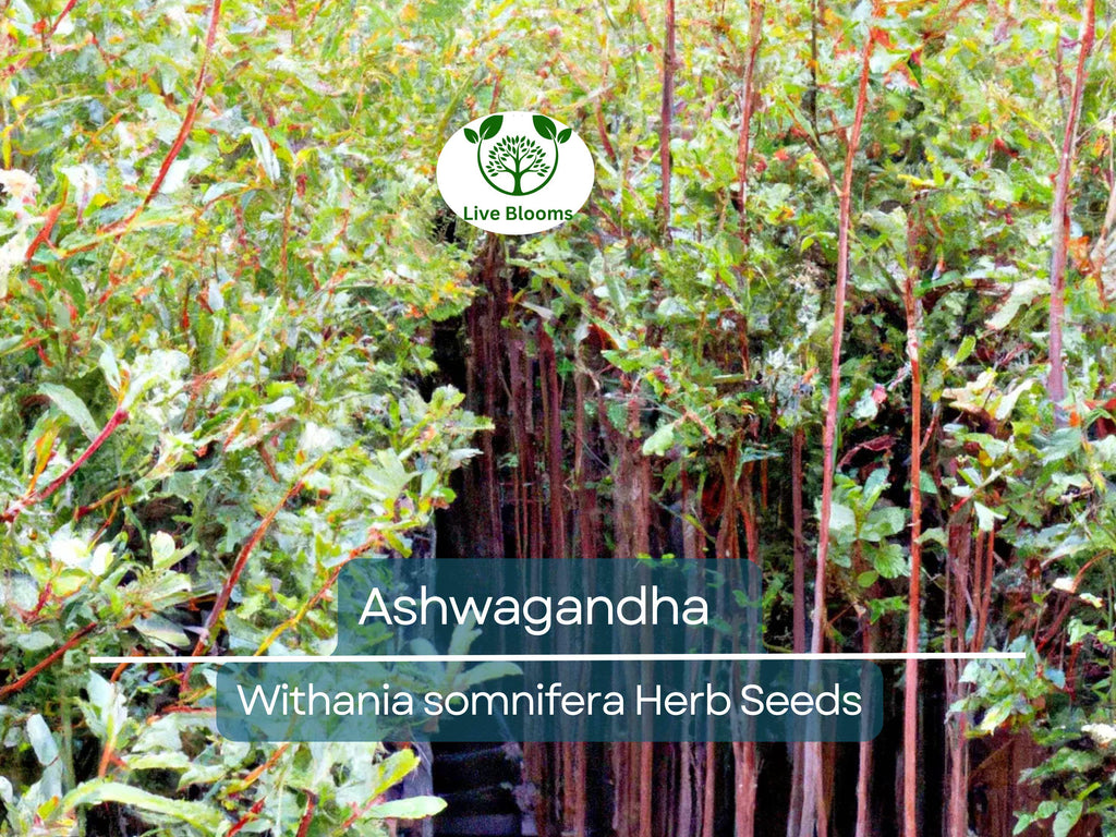 50 Ashwagandha Herb Seeds for planting | Withania somnifera (Indian Ginseng) - Grow Your Own Plant