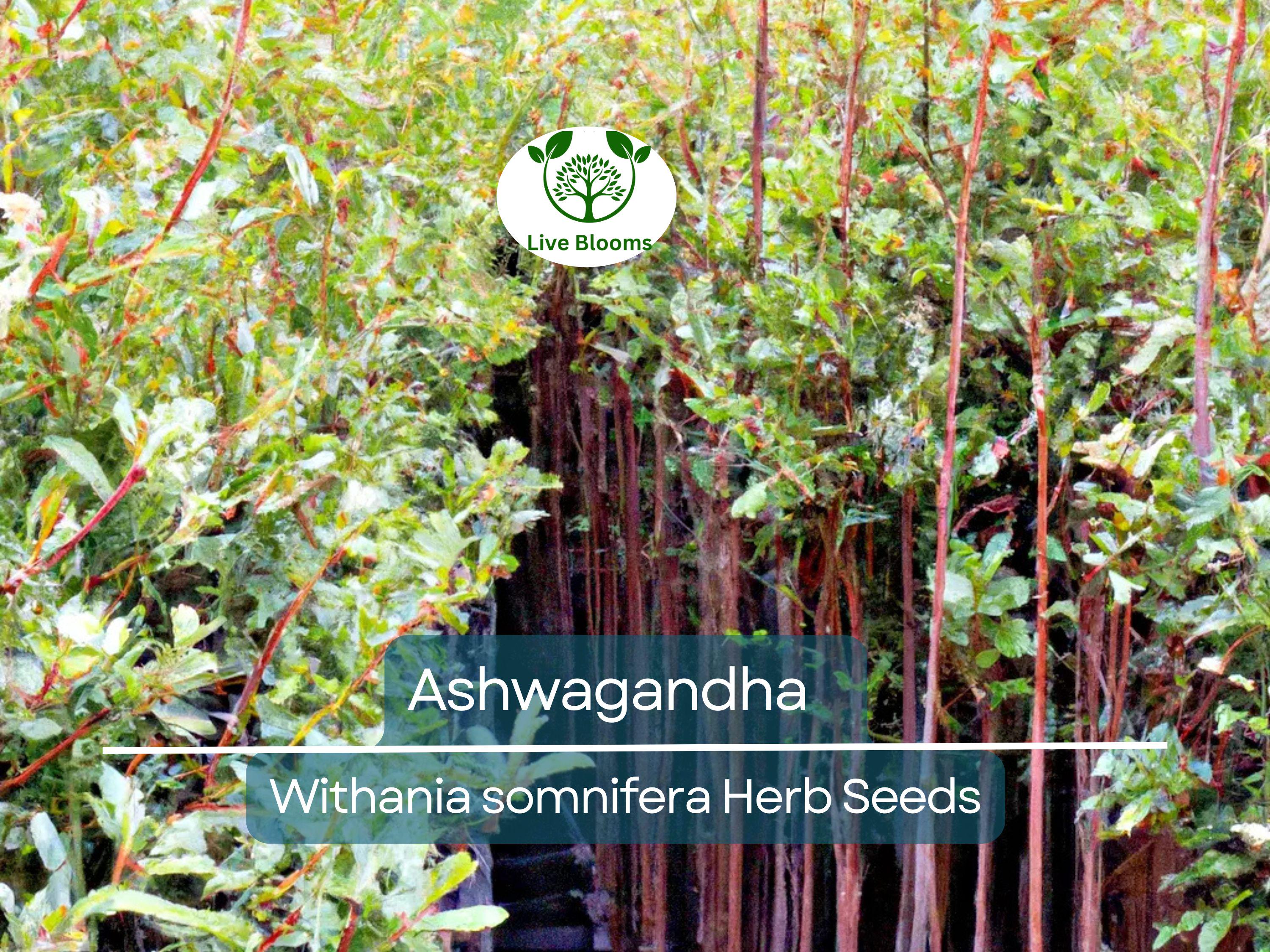 50 Ashwagandha Herb Seeds for planting | Withania somnifera (Indian Ginseng) - Grow Your Own Plant