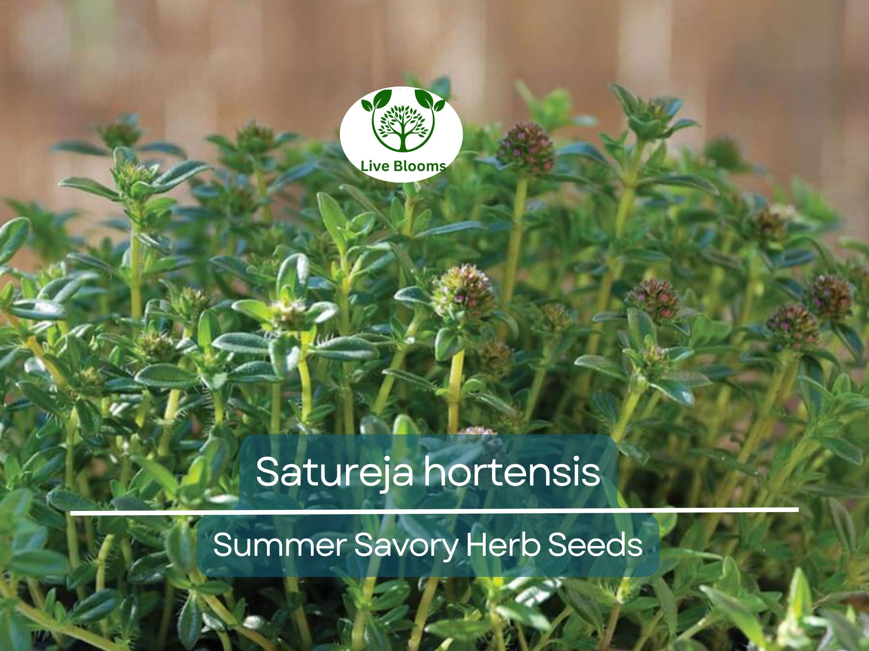 500 Summer Savory Seeds for Planting - Satureja hortensis - Fresh Herb for Cooking, Garden, Mediterranean Dishes, & Herbal Teas