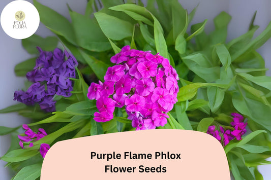 100+ Purple Flame Phlox Seeds – Compact Perennial Garden Flowers, Phlox paniculata