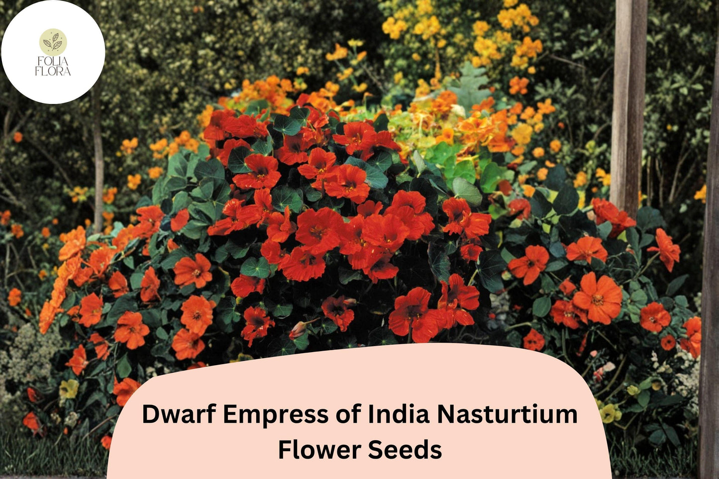 50+ Dwarf Empress of India Nasturtium Seeds | Tropaeolum majus | Deep Scarlet Blooms
