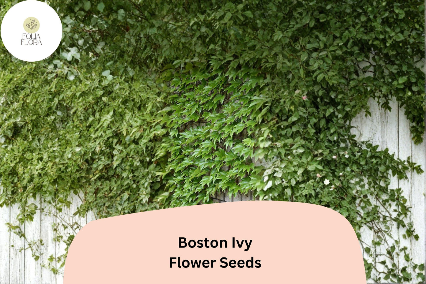 Boston Ivy Seeds – 10 Parthenocissus tricuspidata | Fast Growing Climbing Vine