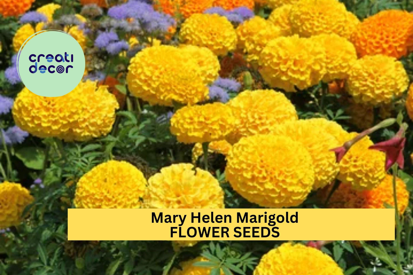 25+ Mary Helen Marigold Seeds – Golden-Yellow Double Blooms for Garden Planting, Summer Annuals for Beds, Borders & Pots – USA