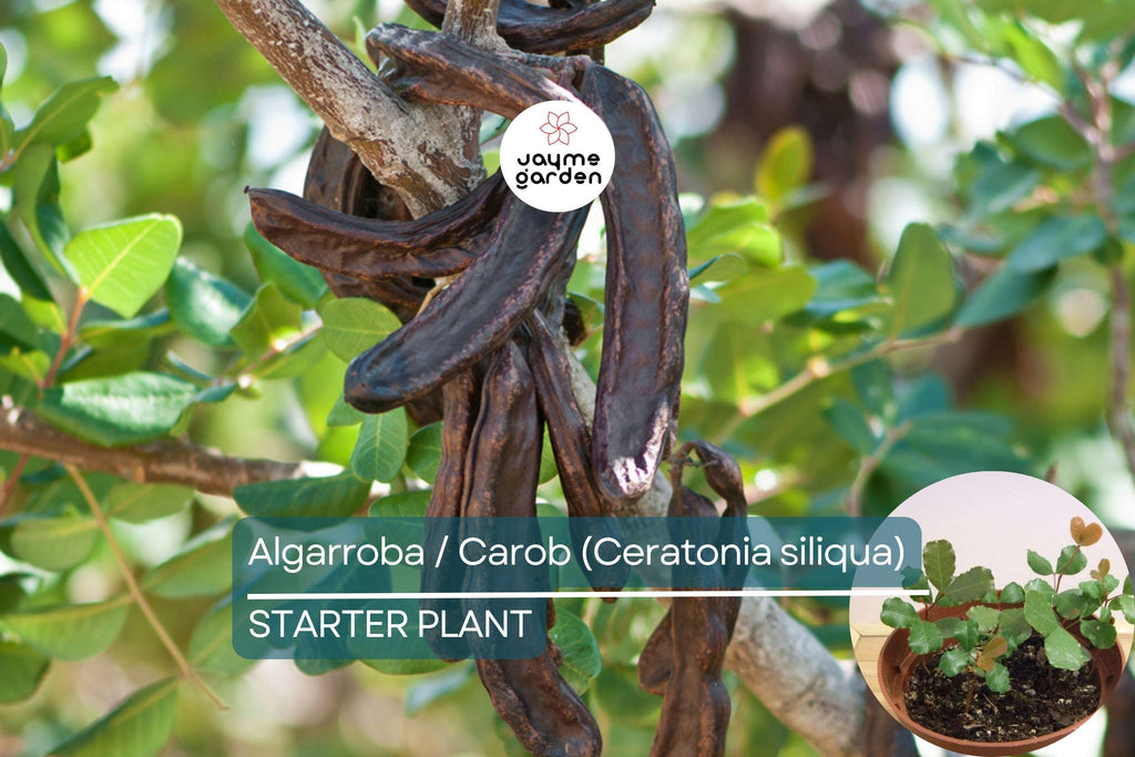 Carob Tree Starter Plant - Algarroba (Ceratonia siliqua) 12”-24” | Nutrient-Rich, Easy-Care Tree for Garden