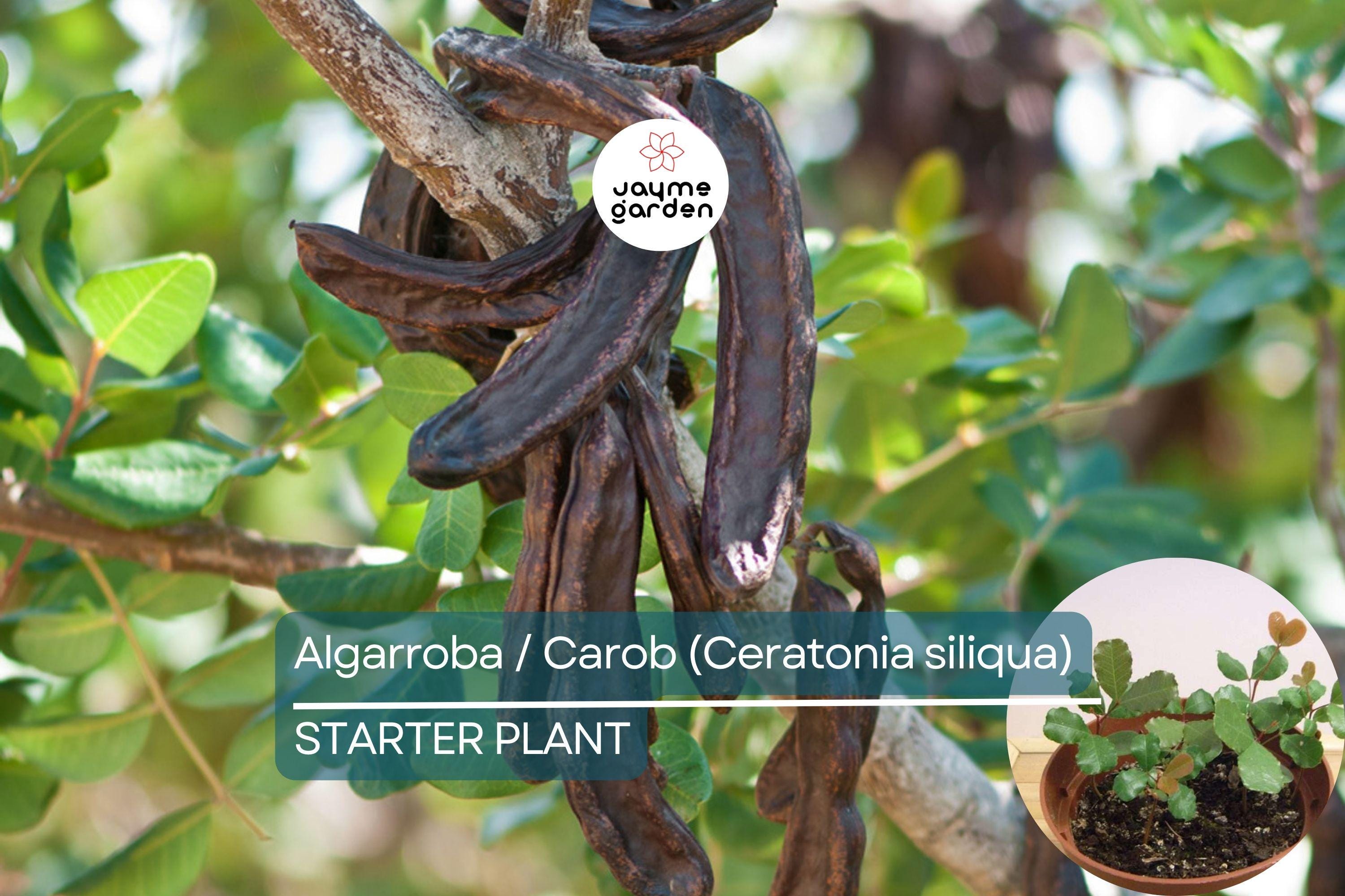 Carob Tree Starter Plant - Algarroba (Ceratonia siliqua) 12”-24” | Nutrient-Rich, Easy-Care Tree for Garden