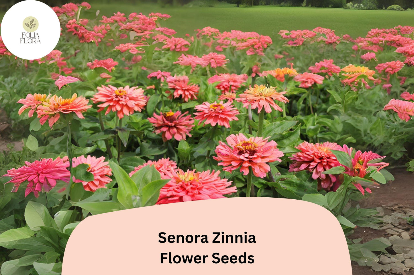 100+ Senora Zinnia Seeds | Soft Pink Blooms | Annual Garden Flowers, Easy Grow, Cut Flower Variety