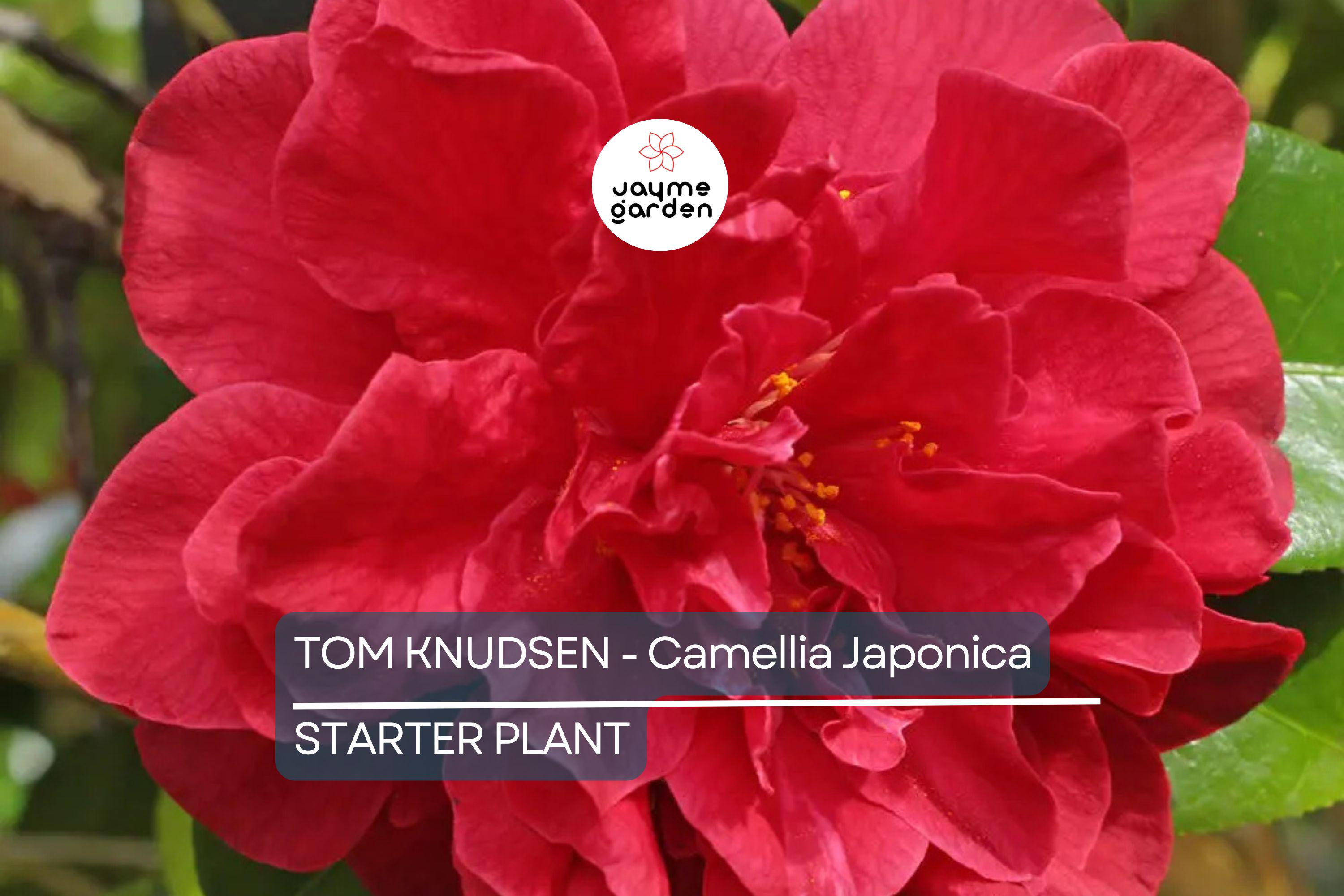 Tom Knudsen Camellia Japonica Starter Plant | Unique Bloom | Live Well-Rooted Plant in Pot | Evergreen Shrub | 7-10 USDA Zones