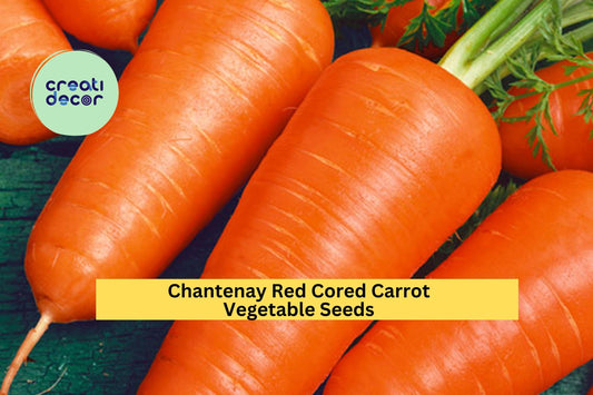 3pcs x 1g Chantenay Red Cored Carrot Seeds – Sweet Heirloom Root Vegetable for Raised Beds, Rows, or Containers Seeds for Planting